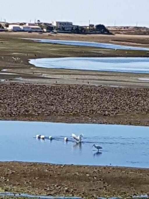 ファロ Ria Formosa Pineviewヴィラ エクステリア 写真