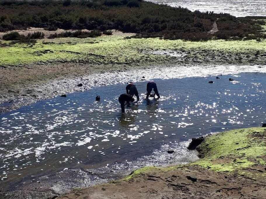 ファロ Ria Formosa Pineviewヴィラ エクステリア 写真