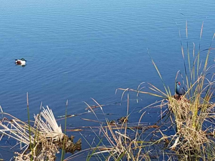 ファロ Ria Formosa Pineviewヴィラ エクステリア 写真